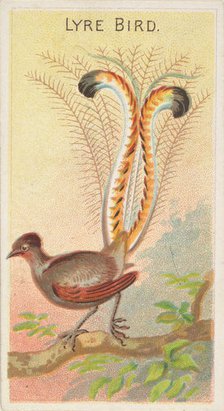 Lyre Bird, from the Birds of the Tropics series (N5) for Allen & Ginter Cigarettes Brands, 1889. Creator: Allen & Ginter.