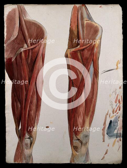 Two dissections showing the muscles of the thigh, hip, pelvis and knee, (1833?). Creator: Johann Conrad Zeller.
