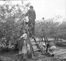 Cherry pickers near Millville, New Jersey, 1936. Creator: Dorothea Lange.