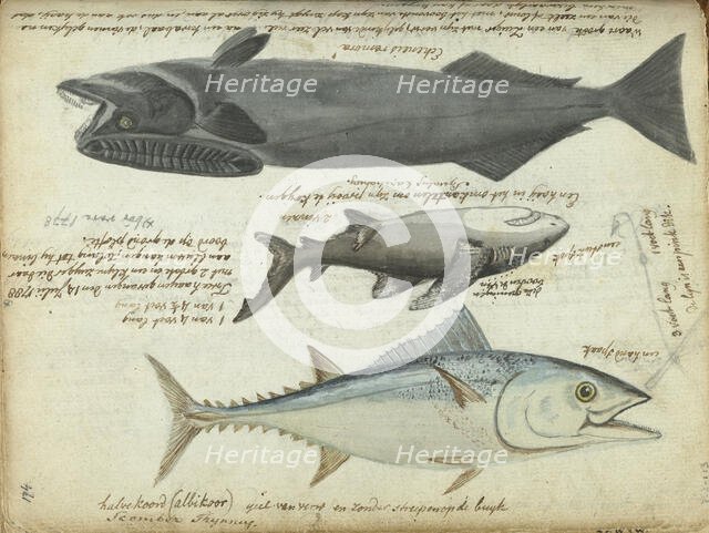 Tuna (Thunnus thynnus), shark (Carcharodon carcharias) and remora (Echeneidae), 1788. Creator: Jan Brandes.