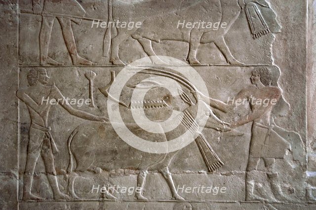 Polychrome relief depicting offering bearers with an antelope, Mastaba of Mereruka, Saqqara, Egypt. Creator: Unknown.