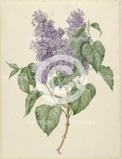 Branch with purple lilacs, 1786-1838. Creator: Maria Geertruida Snabilie.