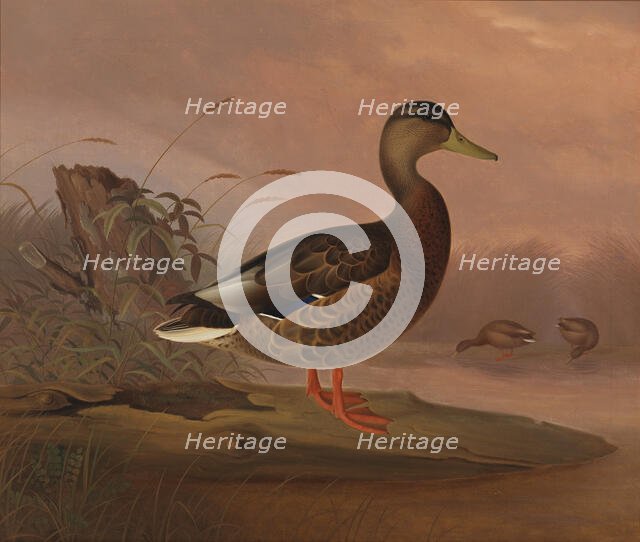 Grasshopper, 1848. Creator: Ferdinand von Wright.