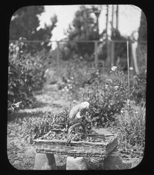 Parrot on basket - unknown location. Creator: Unknown.