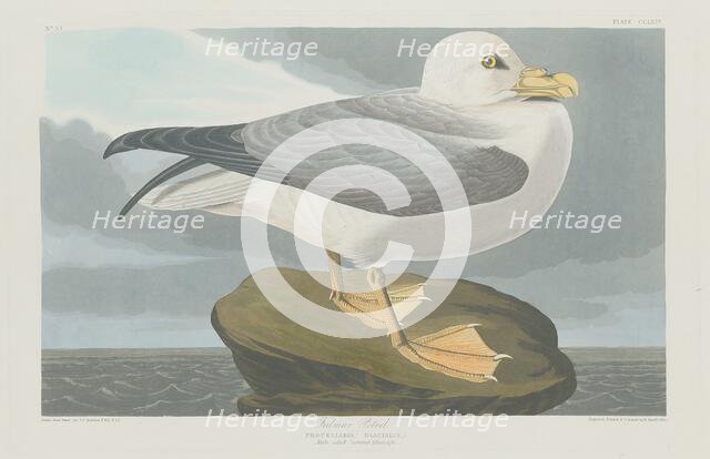 Fulmer Petrel, 1835. Creator: Robert Havell.