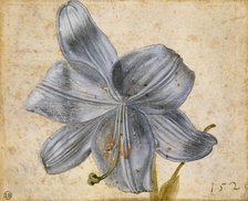Study of a lily, 1526. Creator: Dürer, Albrecht (1471-1528).