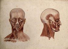 Muscles of the head and neck: two écorché figures, 1880. Creator: Adele Mongredien.