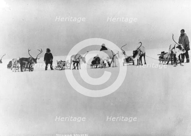 Reindeer, sleds and drivers, between c1900 and 1927. Creator: Unknown.