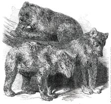 Grisly Bears, in the Gardens of the Zoological Society, Regent's Park, 1850. Creator: Unknown.