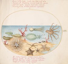 Animalia Aqvatilia et Cochiliata (Aqva): Plate LIII, c. 1575/1580. Creator: Joris Hoefnagel.