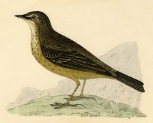 'Rock Pipit', late 19th century. Creator: Unknown.