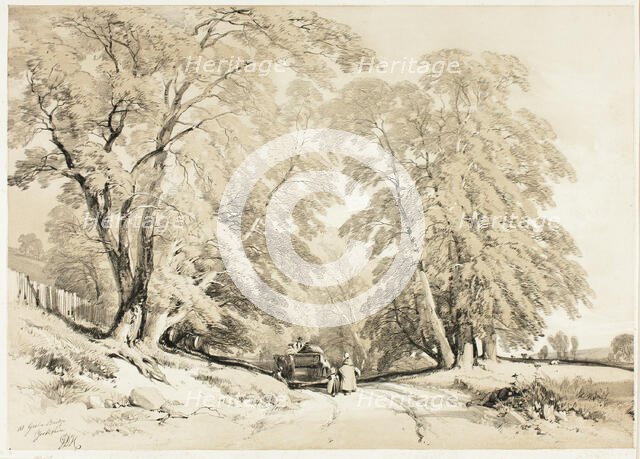 Ash, from The Park and the Forest, 1841. Creator: James Duffield Harding.