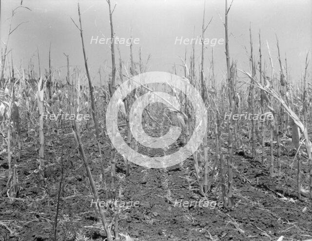 Corn, drought-stricken and eaten off by grasshoppers, Near Russelville, Arkansas, 1936. Creator: Dorothea Lange.