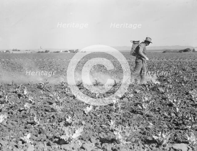 Dusting cauliflower plants near Santa Maria, California, 1937. Creator: Dorothea Lange.