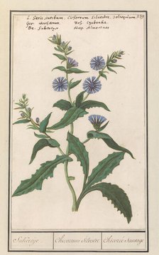 Wild chicory (Cichorium intybus), 1596-1610. Creators: Anselmus de Boodt, Elias Verhulst.