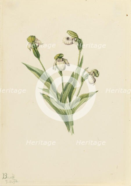 Northern Lady's Slipper (Cypripedium passerinum), 1916. Creator: Mary Vaux Walcott.