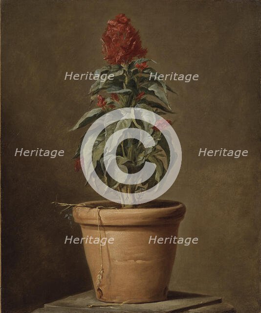 A Potted Plant, mid-late 18th century. Creator: Henri Horace Roland de la Porte.