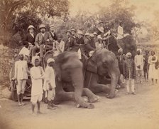 Elephant Group, 1860s-70s. Creator: Unknown.