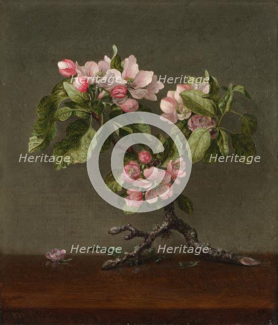 Apple Blossoms, 1873. Creator: Martin Johnson Heade (American, 1819-1904).