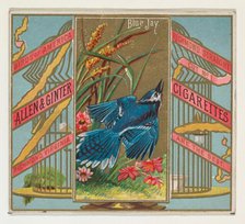 Blue Jay, from the Birds of America series (N37) for Allen & Ginter Cigarettes, 1888. Creator: Allen & Ginter.