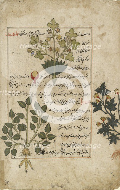 Illustrated double folio depicting thistles and other medicinal plants, 1595. Artist: Unknown.