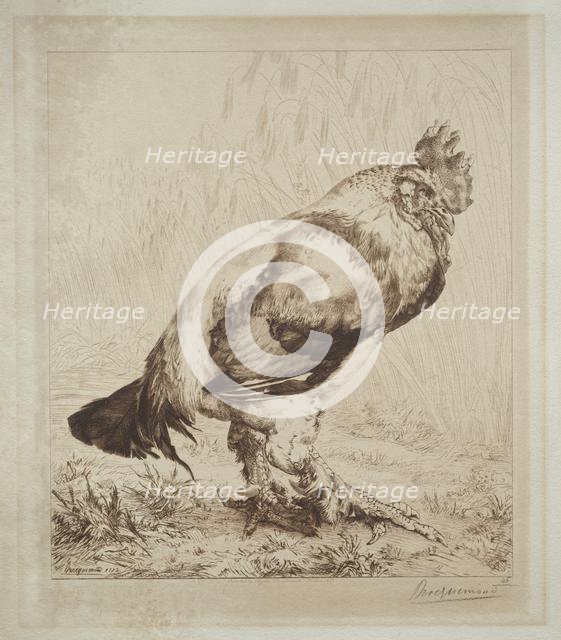 The Old Cock, 1882. Creator: Félix Bracquemond (French, 1833-1914); Messrs. Dowdeswell, London.