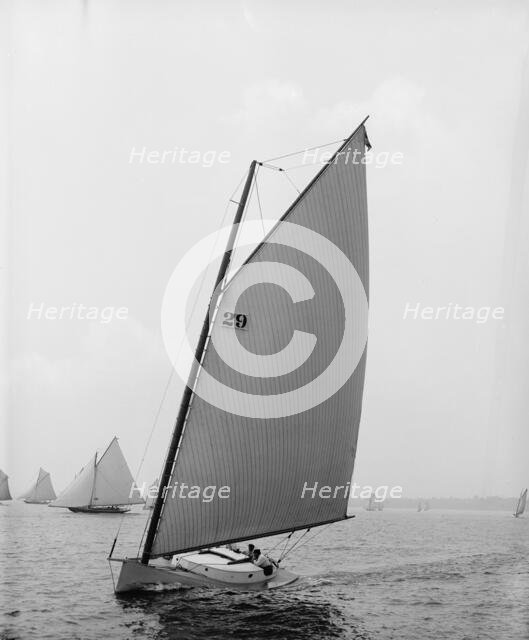 Molly Bawn, 1895 July 27. Creator: John S Johnston.