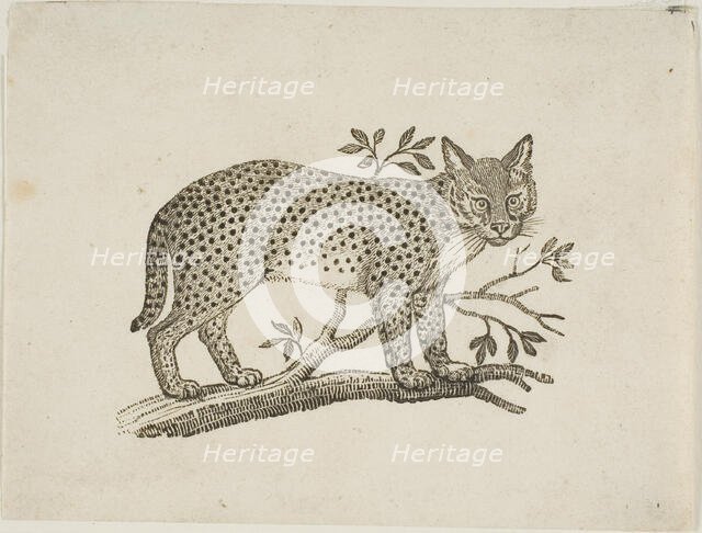 The Serval, n.d. Creator: Thomas Bewick.