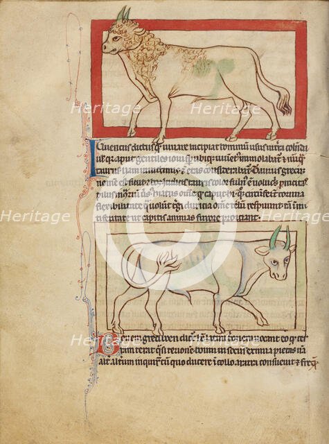 A Bull; An Ox; Northumberland Bestiary, about 1250-1260. Creator: Unknown.