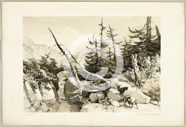 Larch, from The Park and the Forest, 1841. Creator: James Duffield Harding.