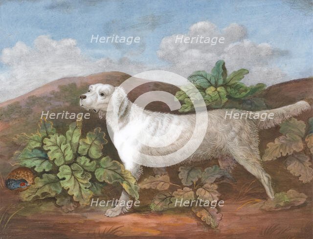 A Setter: Facing Left, with a Partridge Hiding among Burdocks on the Left, ca. 1805. Creator: Unknown.
