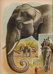 'The Elephant', c1900. Artist: Helena J. Maguire.