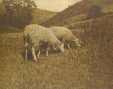 Sheep, 1901. Creator: Professor Hans Watzek.
