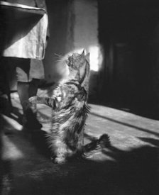 Cat, Kilternan Abbey, Golden Ball, Ireland, c1895. Creator: Robert Augustus Henry L'Estrange.