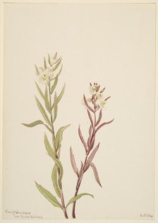 Pedicularis raremosa, 1904. Creator: Mary Vaux Walcott.