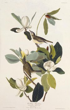 Warbling Flycatcher. From "The Birds of America", 1827-1838. Creator: Audubon, John James (1785-1851).