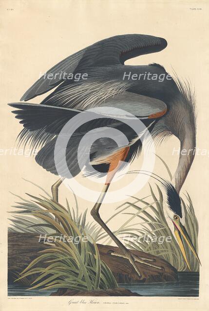 Great blue Heron, 1834. Creator: Robert Havell.