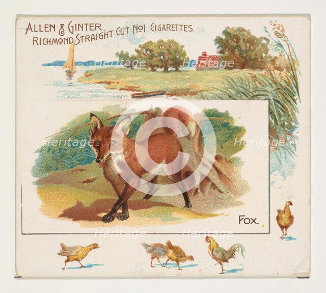 Fox, from Quadrupeds series (N41) for Allen & Ginter Cigarettes, 1890. Creator: Allen & Ginter.