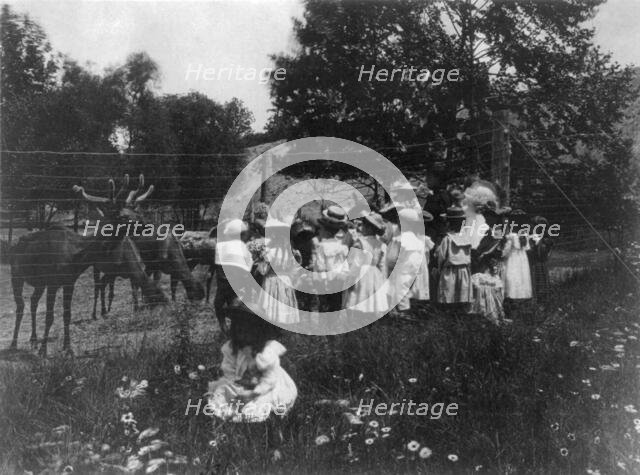 Washington, D.C. public schools - 6th Division class at zoo watching reindeer, (1899?). Creator: Frances Benjamin Johnston.