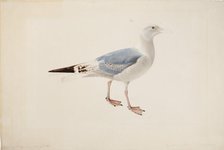 European Herring Gull, 1835. Creator: Magnus von Wright.