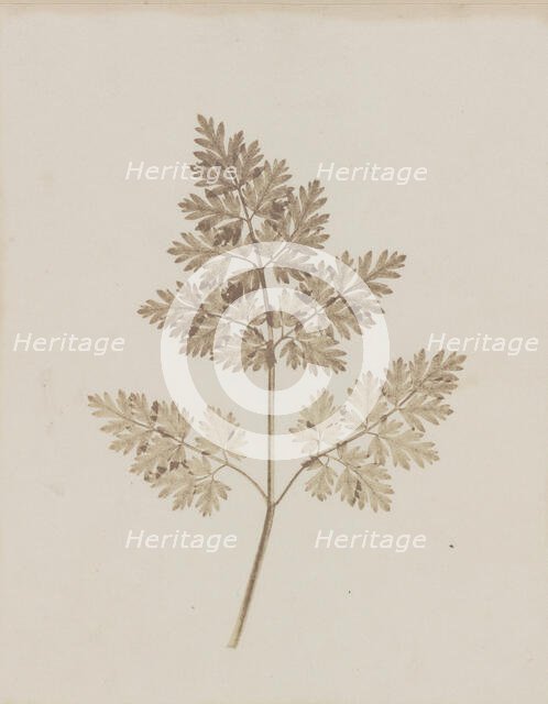 Leaf of a Plant, before February 14, 1844. Creator: William Henry Fox Talbot.