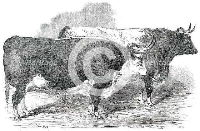 Class 2. No. 33 - Earl Hardwicke's Ox..., 1850. Creator: Smyth.