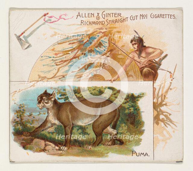 Puma, from Quadrupeds series (N41) for Allen & Ginter Cigarettes, 1890. Creator: Allen & Ginter.
