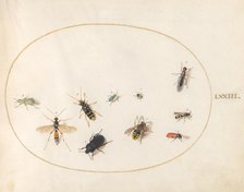Plate 73: Ten Insects, c. 1575/1580. Creator: Joris Hoefnagel.