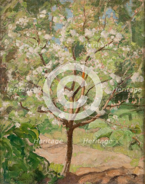 Blooming apple tree, 1924.