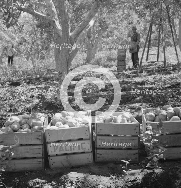 Harvesting pears, Pleasant Hill Orchards, Yakima Valley, Wahington, 1939. Creator: Dorothea Lange.