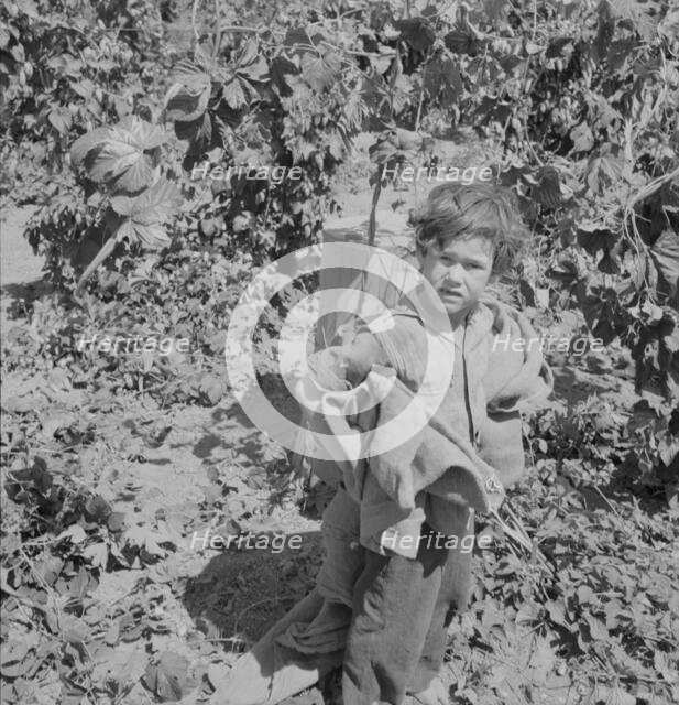 Children work in the hops in Oregon often all day...Independence, Polk County, Oregon, 1939. Creator: Dorothea Lange.