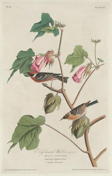 Bay-breasted Warbler, 1829. Creator: Robert Havell.