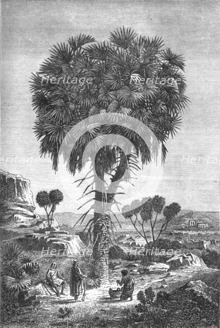'Doum palm of the Soudan; A journey through Soudan and Western Abyssinia, with Reminiscences...1875. Creator: Unknown.