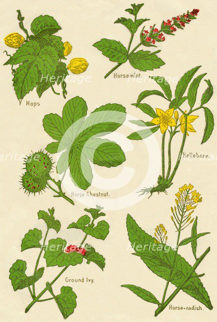 Flowers: Hops, Horsemint, Horse Chestnut, Hellebore, Ground Ivy, Horse-radish, c1940. Artist: Unknown.